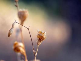 foto macro de unas pequeñas y hermosas flores secas sobre un fondo natural desenfocado