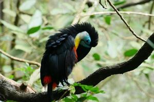 toucan bird in natural setting in singapore photo