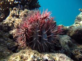 la corona de espinas, o acanthaster, es una estrella de mar multihaz de la familia acanthasteridae. vive en los arrecifes de coral del mar rojo y los océanos tropical índico y pacífico. foto