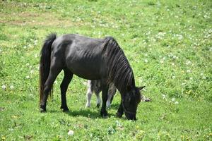 Grazing Miniature Horse Family in a Grass Field photo