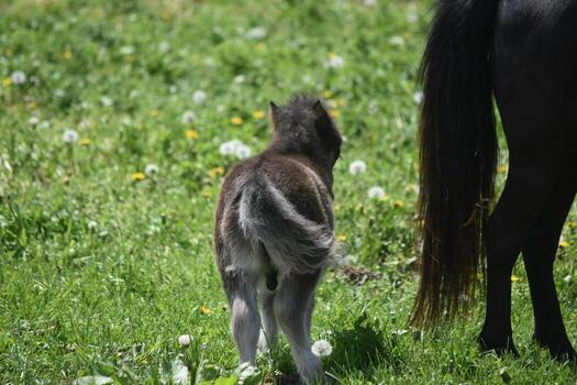 Such an Adorable Foal's Backend in a Field photo