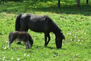Grazing Miniature Horse Mare and Her Colt in a Field photo