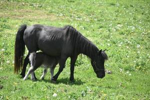 Black Mini Horse Mare with a Baby Walking Under Her photo