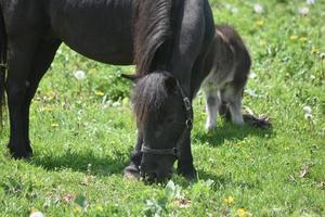 mini caballo negro peludo realmente adorable en un pasto foto