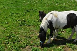 Miniature Horse Foal Standing Beside His Mom photo