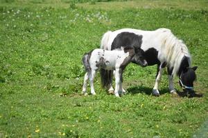 Miniature Horse Mare and Colt Standing in a Pasture photo