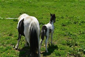 The Rearends of a Pair of Miniature Horses in a Pasture photo