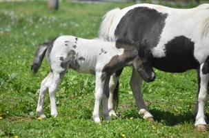 Very Sweet Black and White Paint Miniature Horse photo