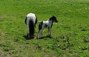 Lovely Mini Mare with Her Foal in a Grass Field photo