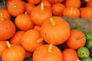 las calabazas sanas y frescas están ordenadas en cestas para la venta en los mercados tradicionales. fondo de vegetales de naranja fresca foto