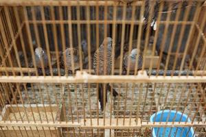 animal market, brown quail chicks are hatching. cage containing hundreds of chicks photo