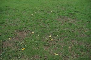 fondo de hierba verde en el campo tradicional por la tarde foto