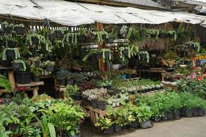 flower shop with various kinds of plants photo