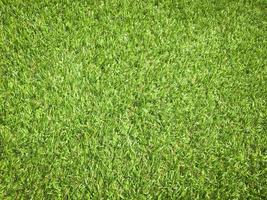 Green grass close up view in the jungle with copy space for design photo