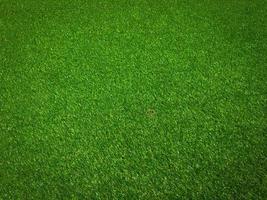 Green grass in the natural background for design photo