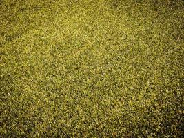 Closeup view of green grass soccer field background. Wallpaper for work and design. photo
