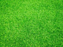Green grass close up view in the jungle with copy space for design photo