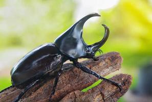 Stag beetle perched on a branch in nature photo