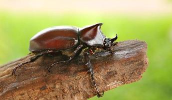 escarabajo ciervo posado en una rama en la naturaleza foto