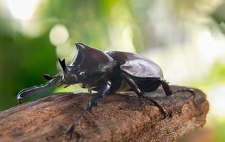 Stag beetle perched on a branch in nature photo