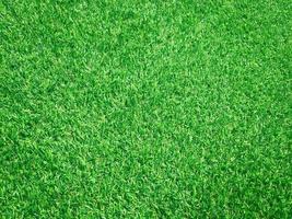 Green grass close up view in the jungle with copy space for design photo
