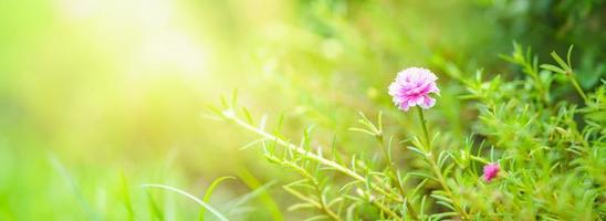 Closeup of pink purple flower under sunlight with copy space using as background natural plants landscape, ecology wallpaper cover page concept.