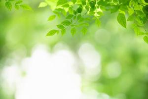 Closeup of beautiful nature view green leaf on blurred greenery background in garden with copy space using as background wallpaper page concept. photo