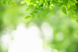 Closeup of beautiful nature view green leaf on blurred greenery background in garden with copy space using as background wallpaper page concept. photo