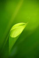 Closeup abstract nature green blurred background nature leaf on greenery background with copy space using as background wallpaper page concept. photo