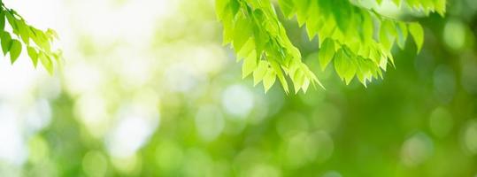 Closeup of beautiful nature view green leaf on blurred greenery background in garden with copy space using as background cover page concept. photo