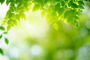 Closeup of beautiful nature view green leaf on blurred greenery background in garden with copy space using as background wallpaper page concept. photo