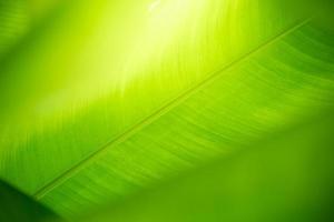 Abstract nature green blurred background nature leaf on greenery background in garden with copy space using as background wallpaper page concept. photo