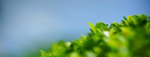 Closeup of beautiful nature view green leaf on blurred greenery with blue sky as background in garden with copy space using as background cover page concept. photo