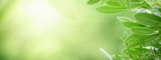 Closeup of beautiful nature view green leaf on blurred greenery background in garden with copy space using as background cover page concept. photo