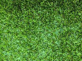 Top view of green grass texture background. Element of design. photo