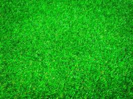 Top view of green grass texture background. Element of design. photo
