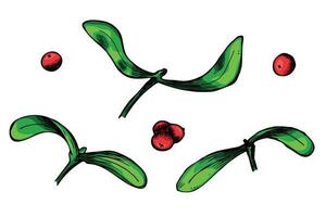 Hand drawn Christmas and New Year clipart. Mistletoe twigs with berries. Holiday illustration vector