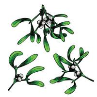 Hand drawn Christmas and New Year clipart. Mistletoe twigs with berries. Holiday illustration vector