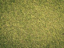 Closeup view of green grass soccer field background. Wallpaper for work and design. photo