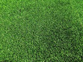 Green grass close up view in the jungle with copy space for design photo