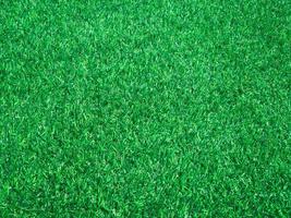 Green grass close up view in the jungle with copy space for design photo