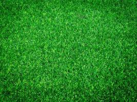 Green grass close up view in the jungle with copy space for design photo