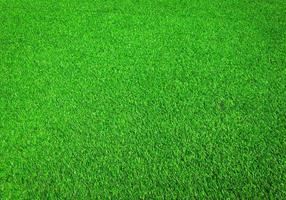 Green grass close up view in the jungle with copy space for design photo
