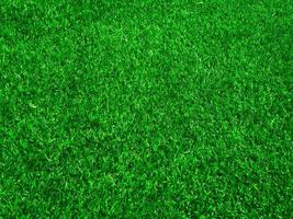 Green grass close up view in the jungle with copy space for design photo