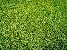 Green grass in the natural background for design photo
