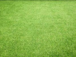 Green grass close up view in the jungle with copy space for design photo