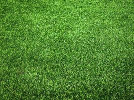 Green grass close up view in the jungle with copy space for design photo