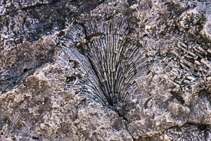 Ancient fossils, texture, pattern of ancient fossil animals, molluscs. Bottom sediments of the ancient prehistoric sea. Background photo