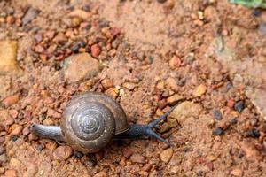 Big snail in shell crawling on road, summer day in garden photo