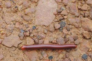 Mating millipede,millipede walking on ground in the rainy photo